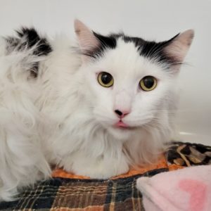 Picture of Pepper
