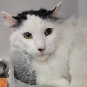 Picture of Pepper