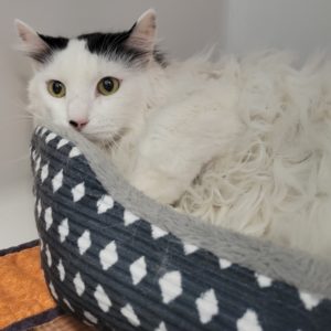 Picture of Pepper