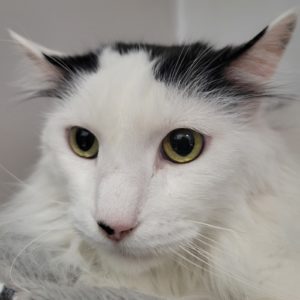 Picture of Pepper