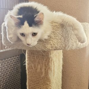 Picture of Pepper