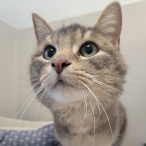 Picture of Pigeon
