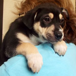 Picture of Prancer