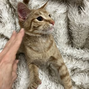 Picture of Roy