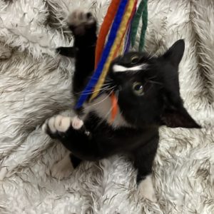 Picture of Siegfried