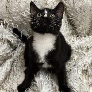 Picture of Siegfried