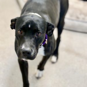 Picture of Snickers