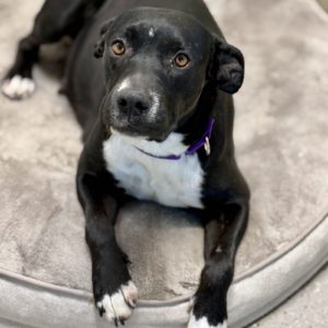 Picture of Snickers