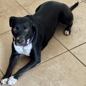 Picture of Snickers