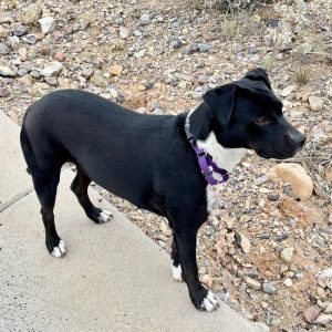 Picture of Snickers