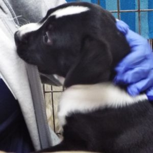 Picture of Twix