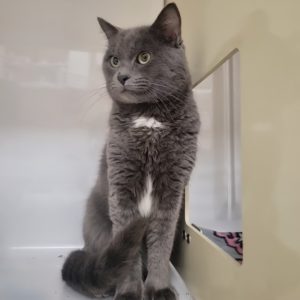 Picture of Uno