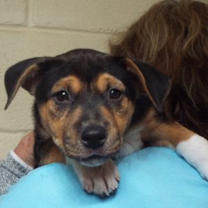 Picture of Vixen