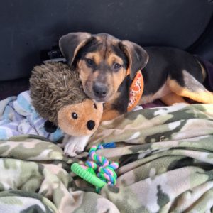Picture of Vixen