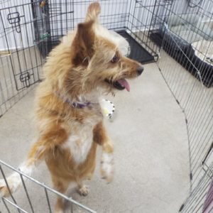 Picture of Waffles