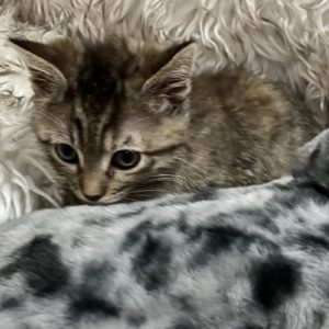 Picture of Xanadu