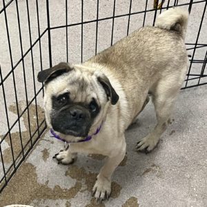 Picture of Archer