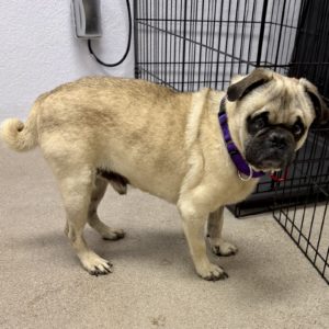 Picture of Archer