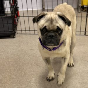 Picture of Archer