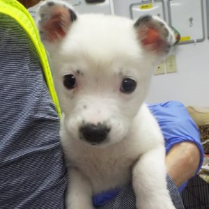 Picture of Bear