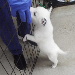 Picture of Bear