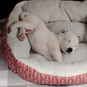 Picture of Bear