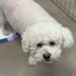 Picture of Boo Boo