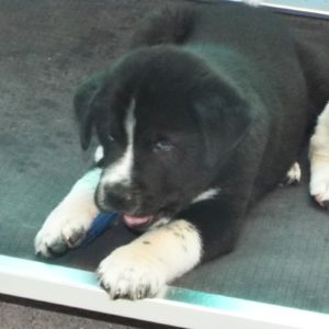 Picture of Briar