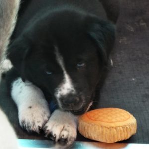 Picture of Briar