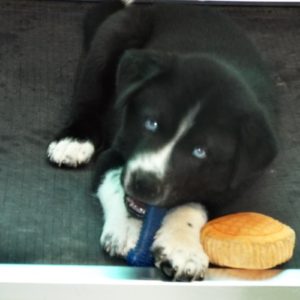 Picture of Briar