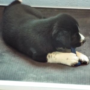 Picture of Briar