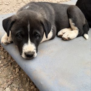 Picture of Buttercup