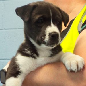 Picture of Buttercup
