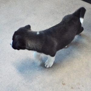 Picture of Buttercup