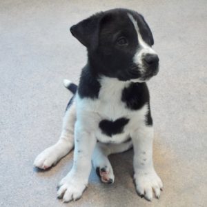 Picture of Buttercup
