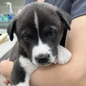 Picture of Buttercup