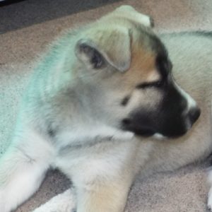 Picture of Clover
