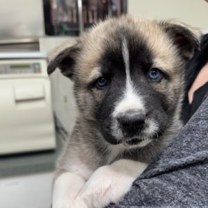 Picture of Clover
