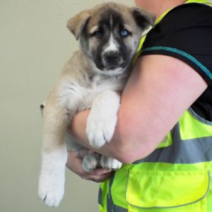 Picture of Clover