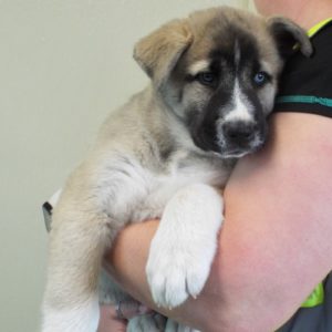 Picture of Clover