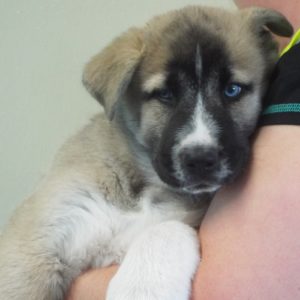 Picture of Clover