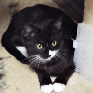 Picture of Dakota
