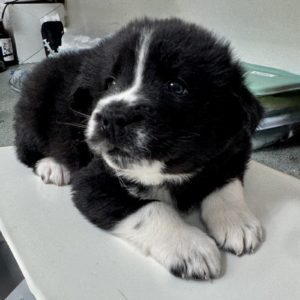 Picture of Dandelion
