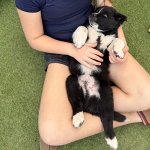 Picture of Dandelion
