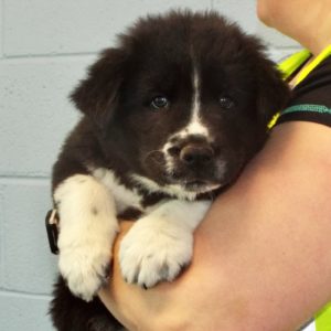 Picture of Dandelion