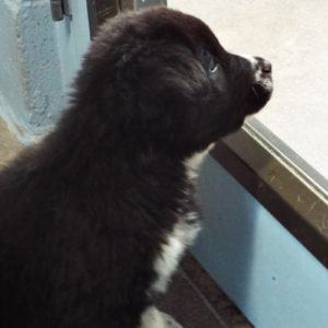 Picture of Dandelion