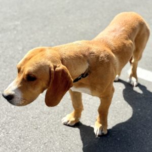 Picture of Elvis