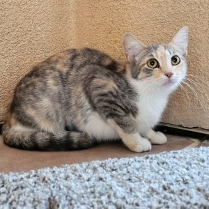 Picture of Florence