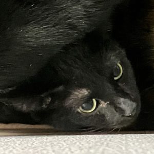 Picture of Kili