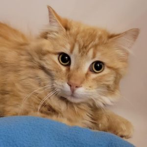Picture of Mango